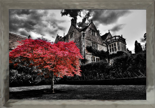 Red Tree C-Print 31x44.5 in.