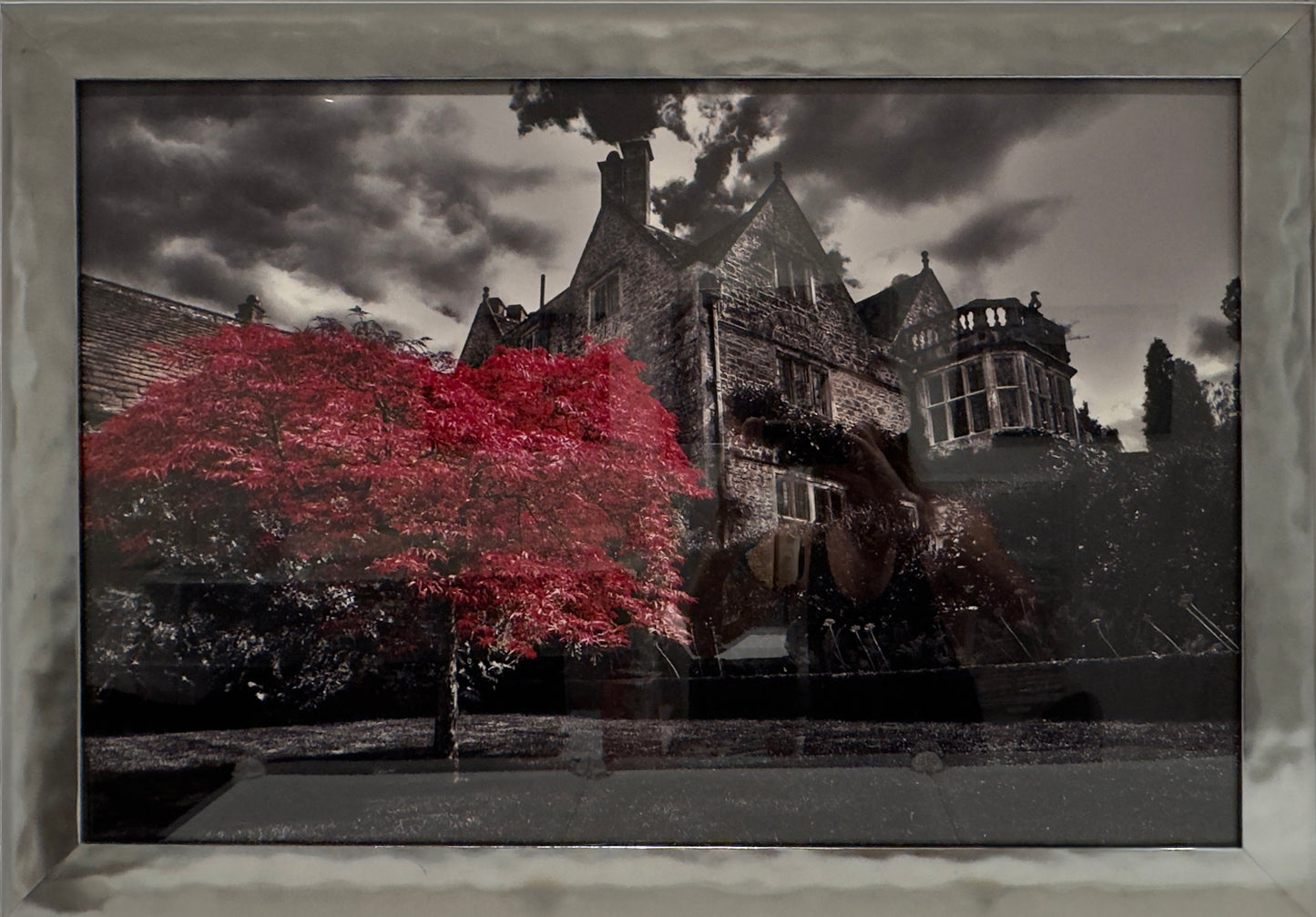 Red Tree C-Print 31x44.5 in.