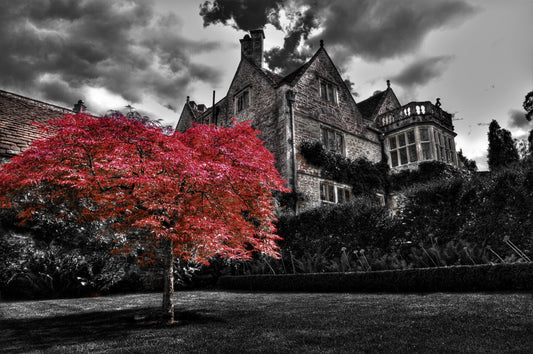 Red Tree 30x45 Giclee