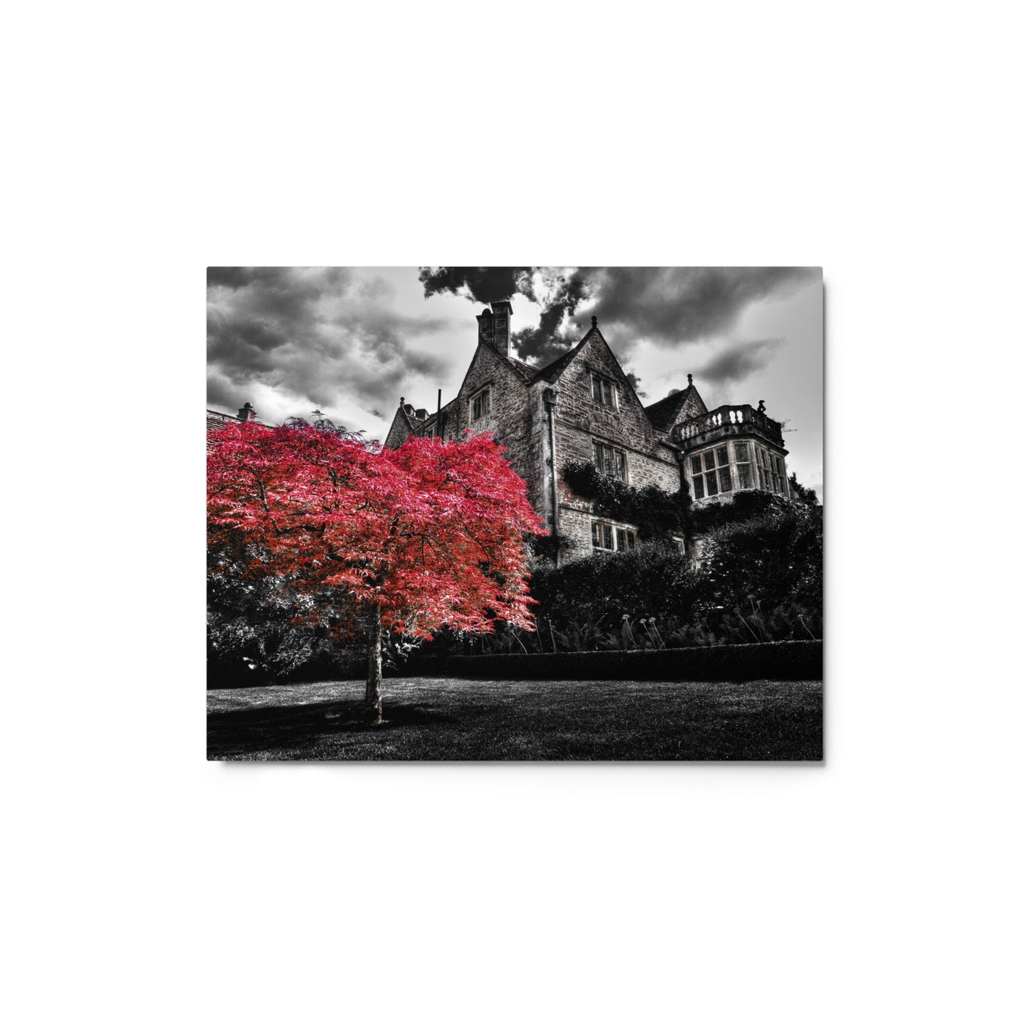 Red Tree Metal prints (Open Edition)