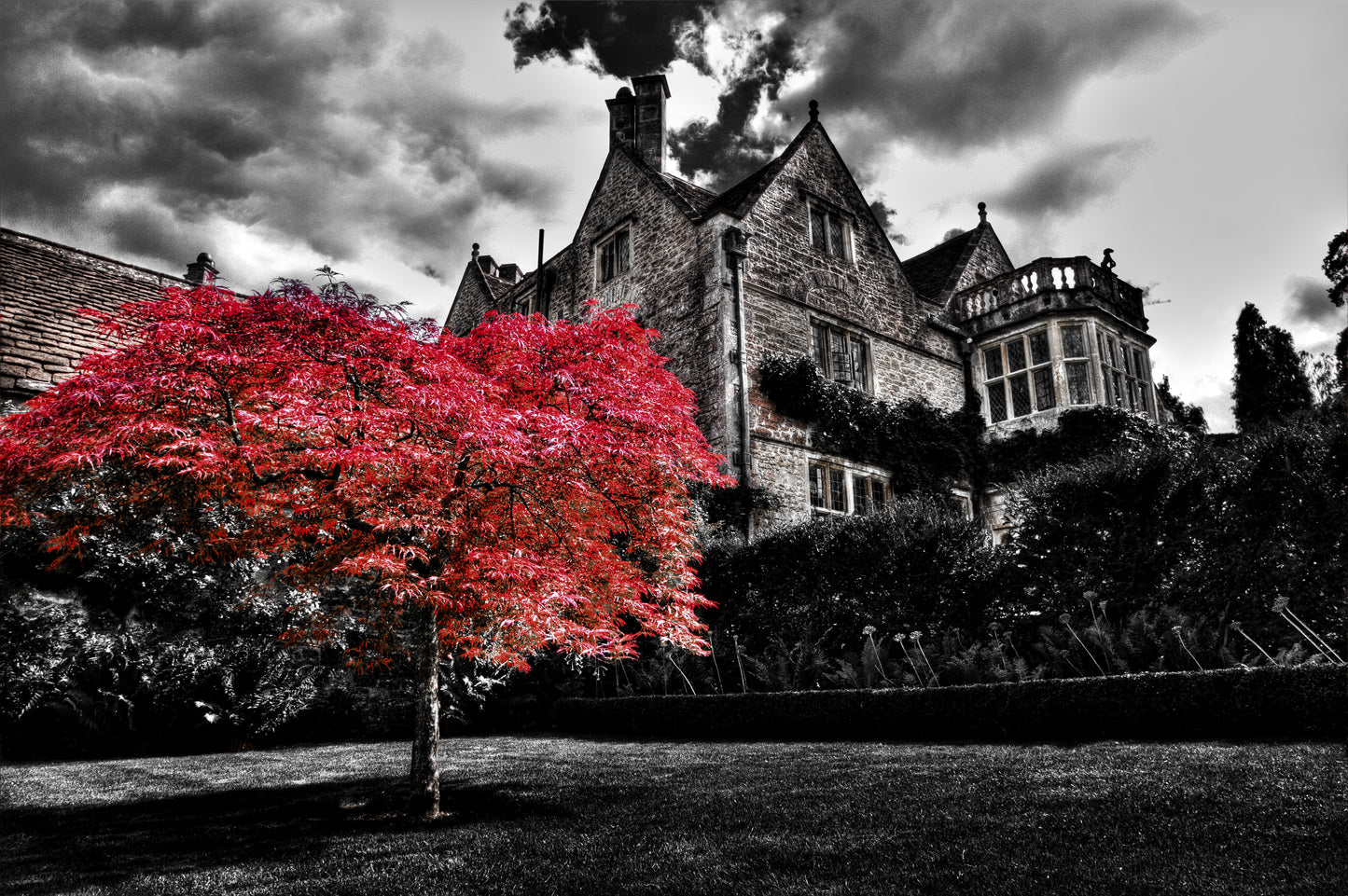 Red Tree Metal prints (Open Edition)